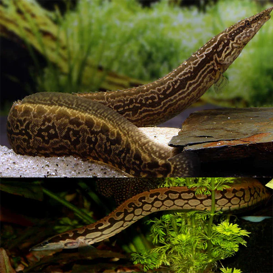 EEL - TIRETRACK