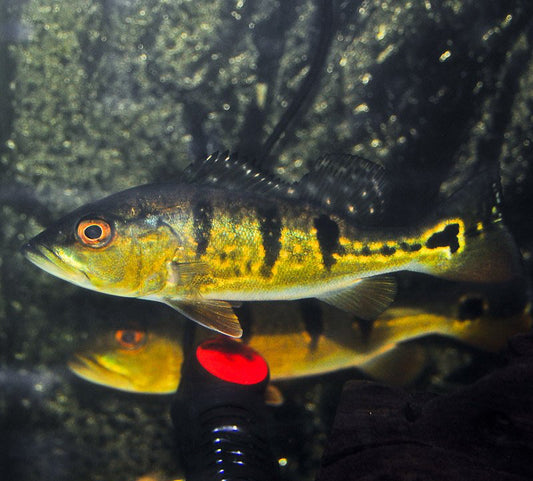 PEACKOCK BASS BROCOPONDO