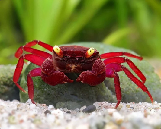 RED ARM VAMPIRE CRAB