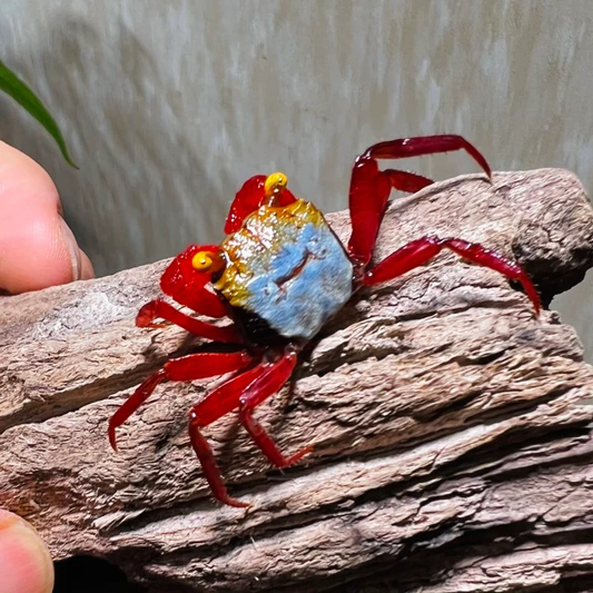 ROXY CRAB