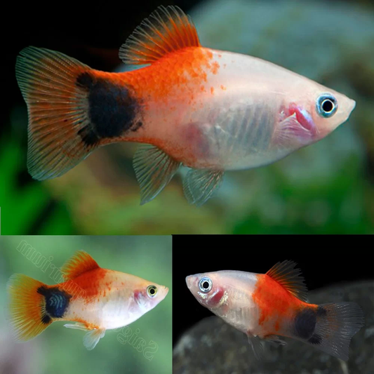 CAROLINE HIFIN PLATY