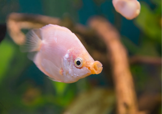 BALLOON KISSING GOURAMI