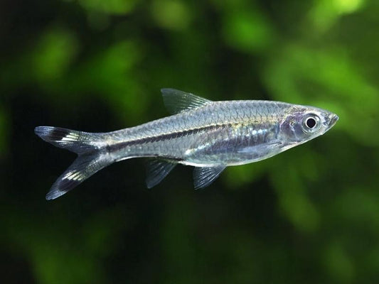 BLACK SCISSOR TAIL RASBORA
