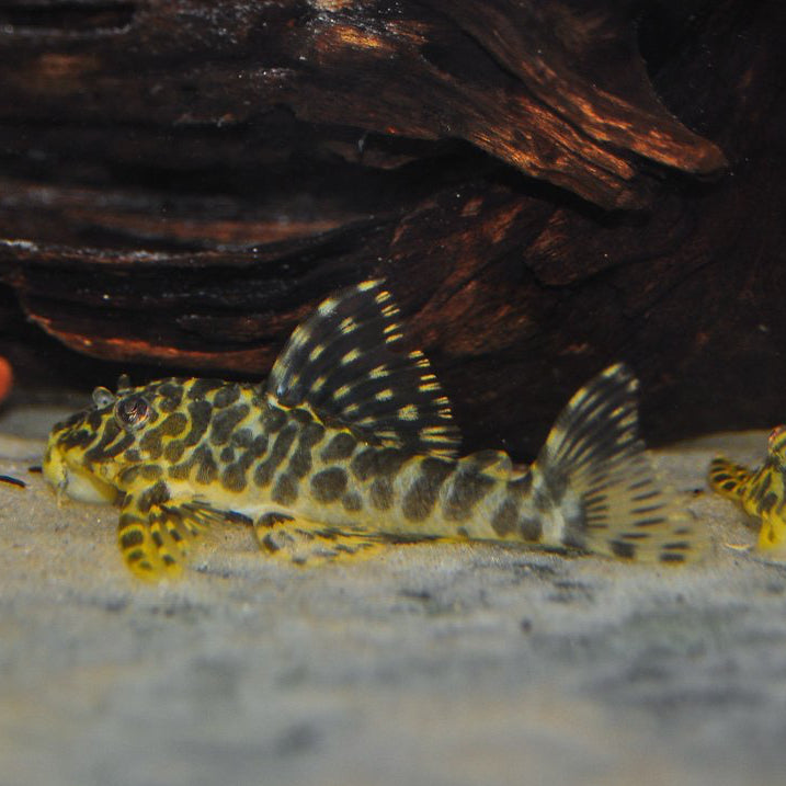 L-134 - Leopard Frog Pleco