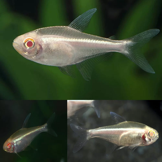 TETRA - ALBINO NEON