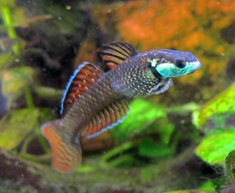 GOBY - RAINBOW