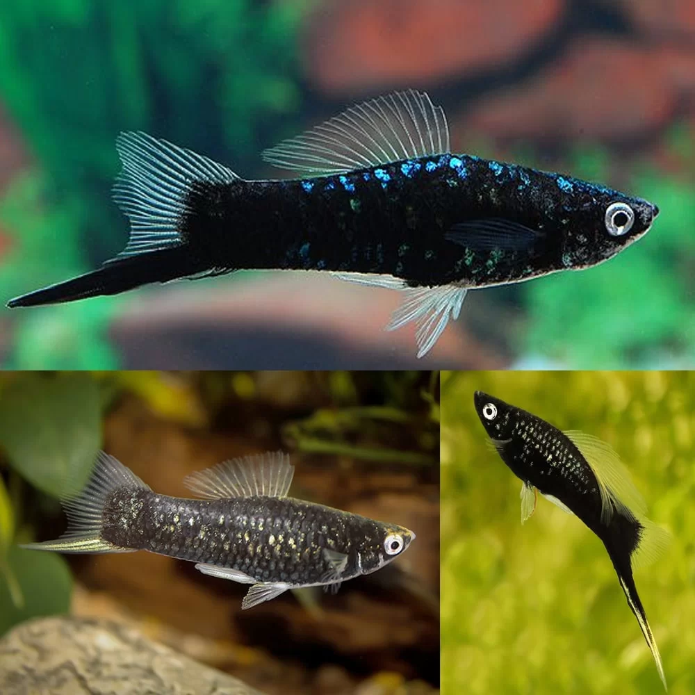 SWORDTAIL - BLACK
