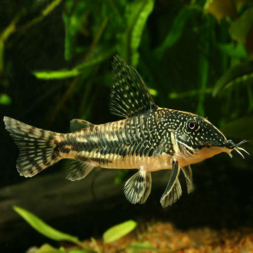 CORYDORAS BARBATUS