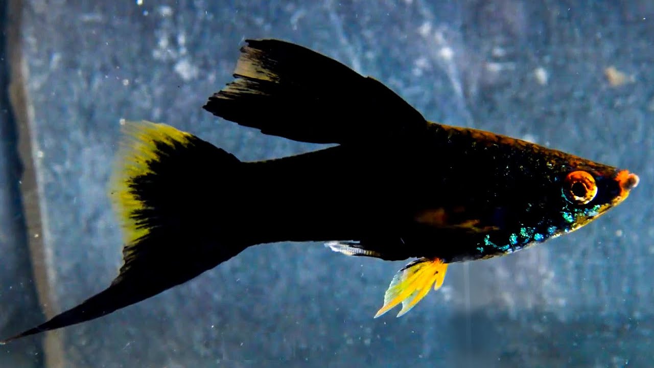 SWORDTAIL - BLACK HIFIN
