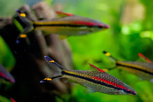 RED-LINE TORPEDO BARB