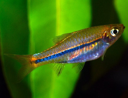 RASBORA - BLUE LINE