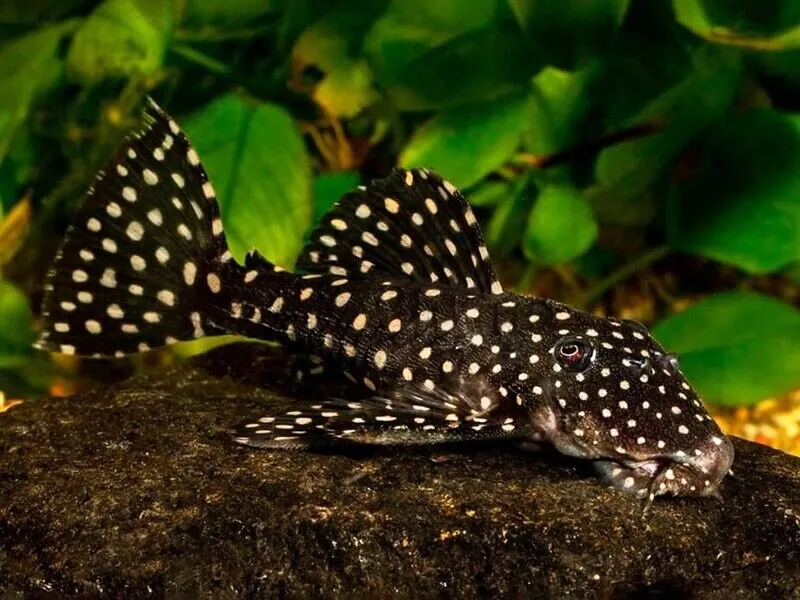 L-029 - Galaxy Pleco