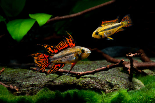 APISTOGRAMMA CACATUOIDES
