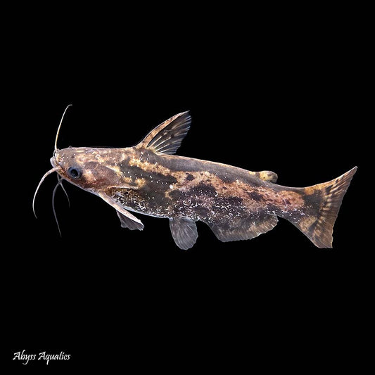 CATFISH FISHER'S WOOD