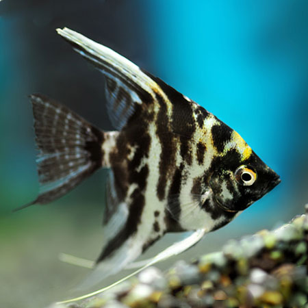 ANGELFISH-MARBLE