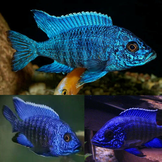BLUE PEACOCK AFRICAN CICHLID