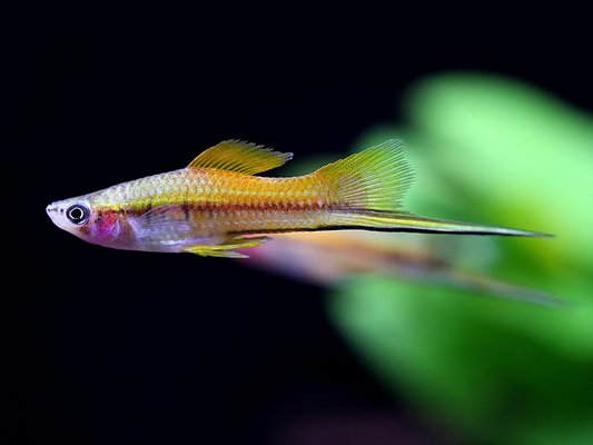 SWORDTAIL - MARIGOLD SPOT SWORD