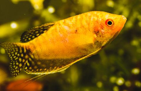 GOLDEN GOURAMI