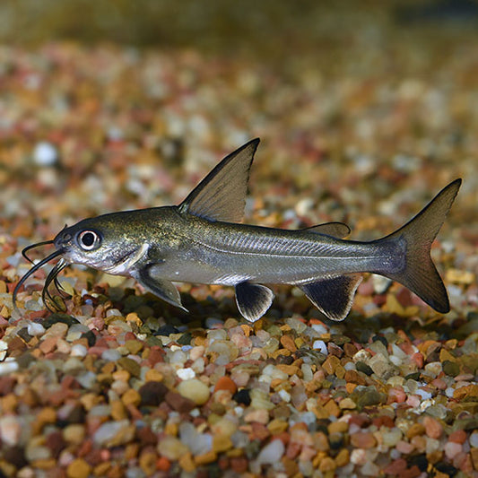 SHARK - PEARL SHARK