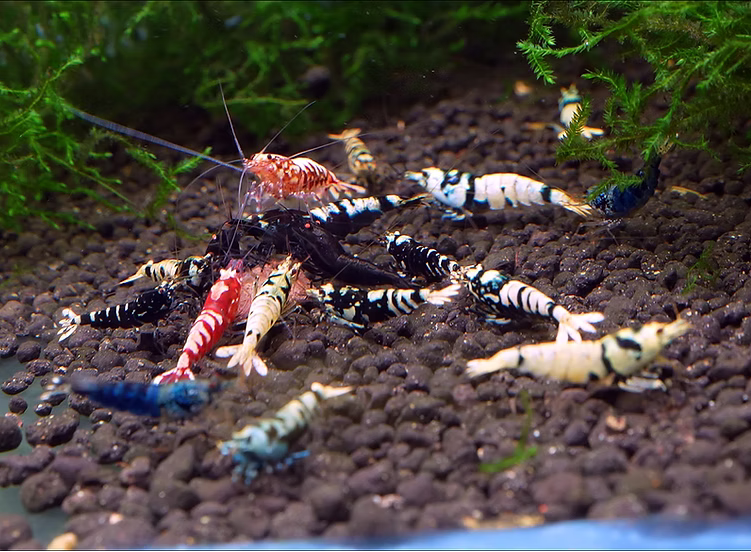 Caridina Males Mix