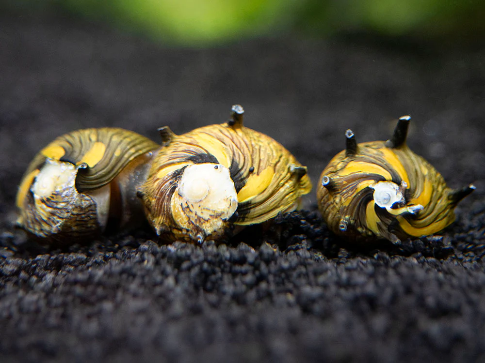 SUN SNAIL