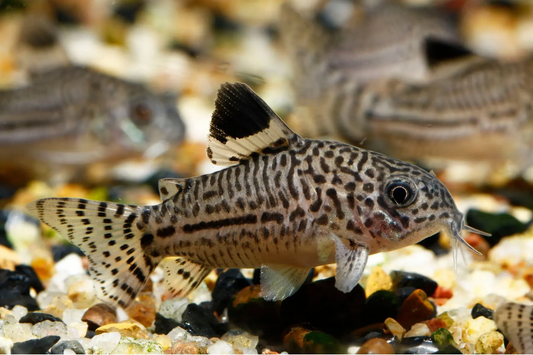 CORYDORAS LEOPARD
