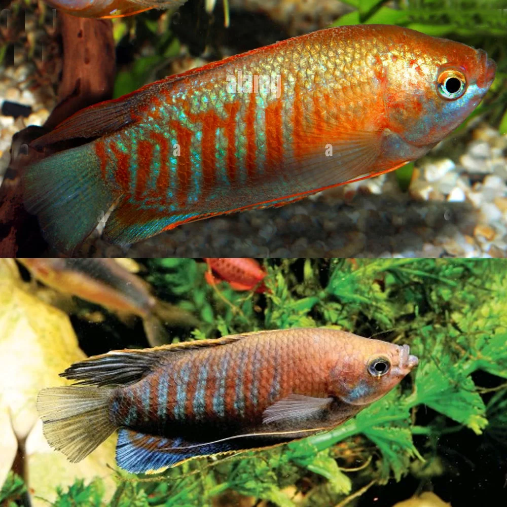 GOURAMIES - THICK LIPPED