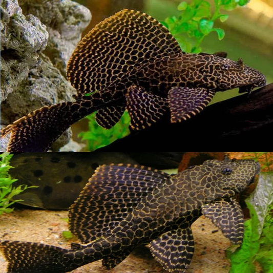 PLECOSTOMUS - SPOTTED HIFIN