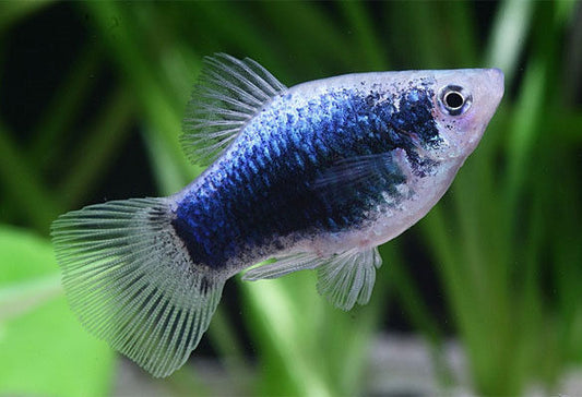 TUXEDO VARIOUS PLATY