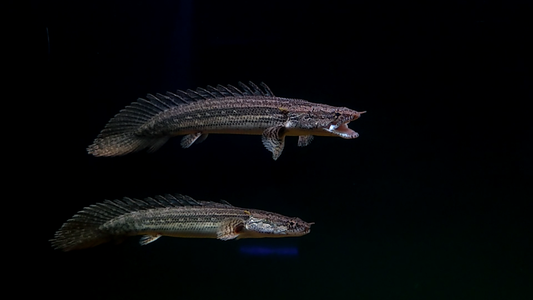 LAPRADEI BICHIR