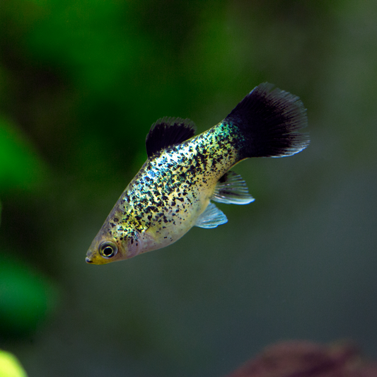PLATIES - GREEN MULTI COLOR