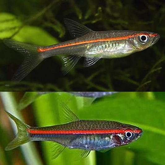 RASBORA - RED LINE
