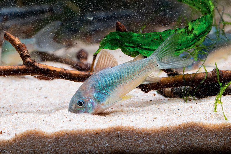 CATFISH - CORYDORAS BLUE
