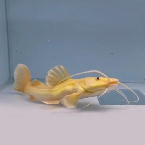 GOLDEN (PANDA) RED TAIL CATFISH