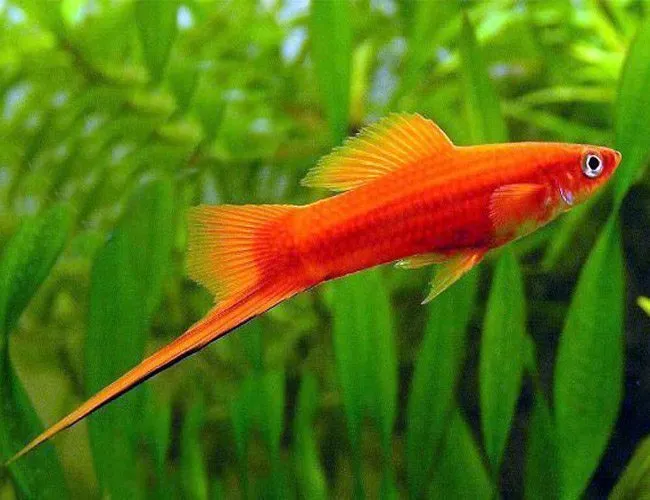 SWORDTAIL - RED