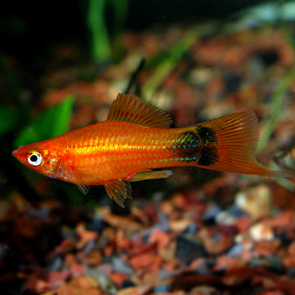 SWORDTAIL - RED MICKEY MOUSE