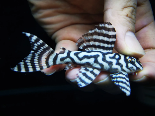 L-333 - White King Tiger Pleco