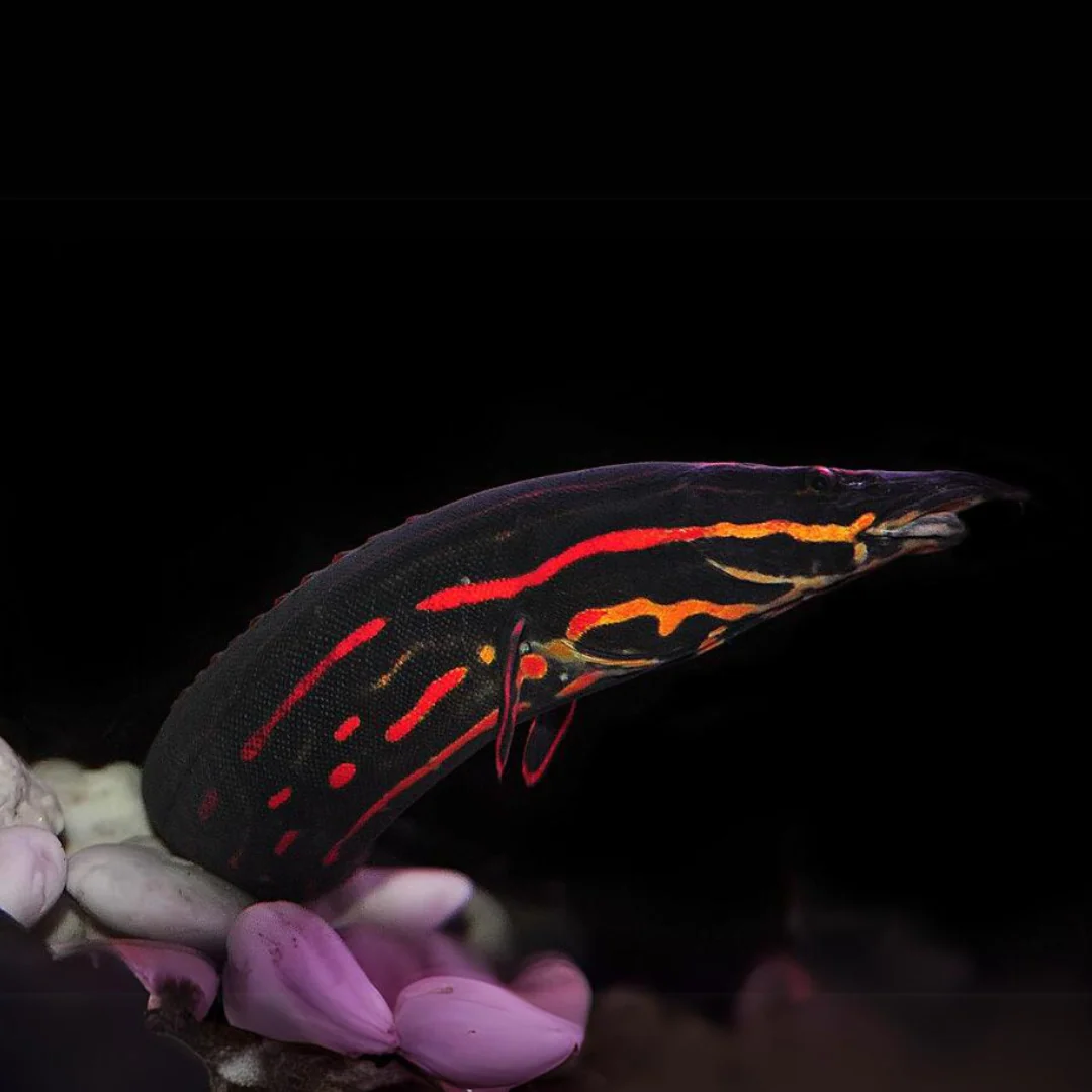 RED FIRE EEL