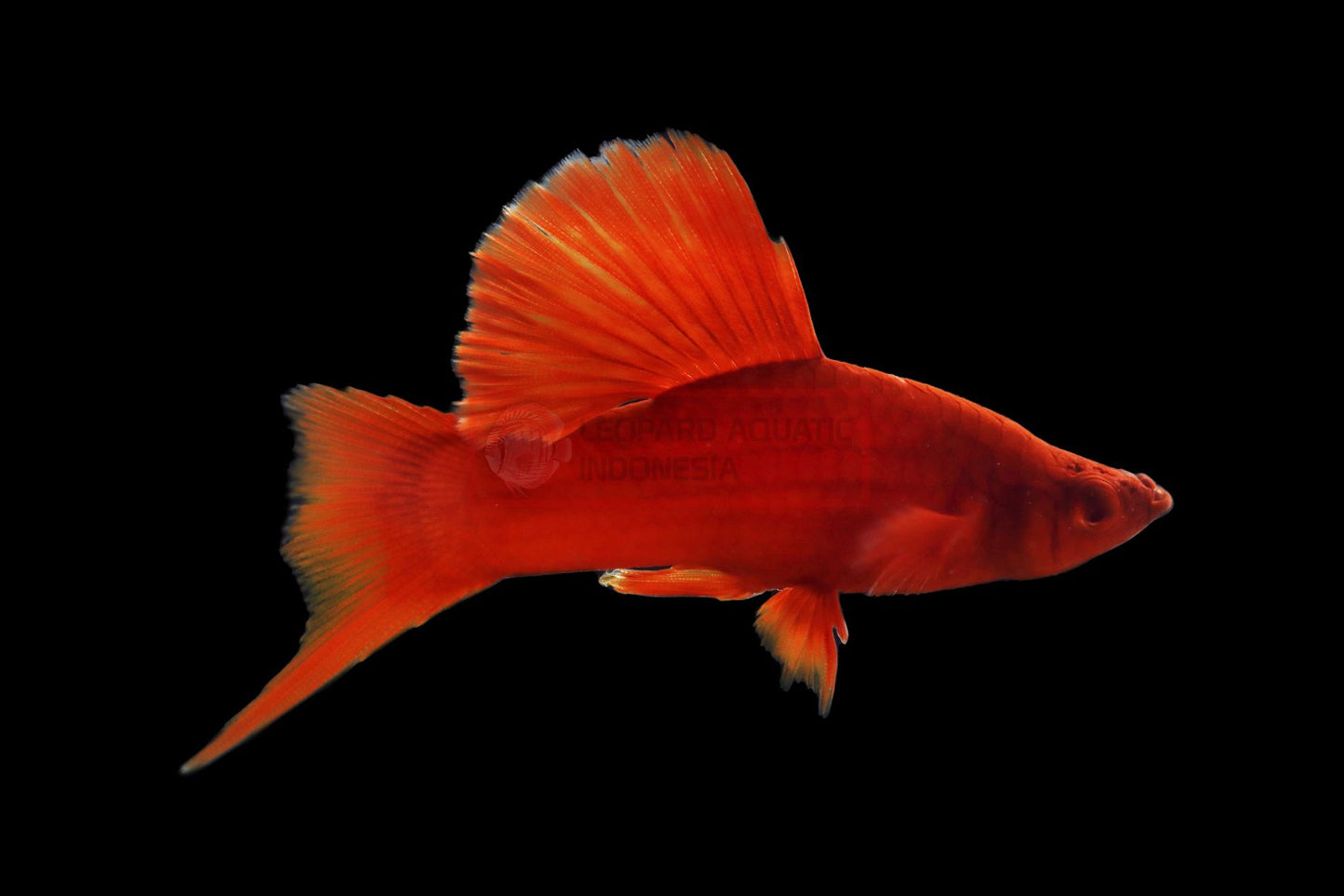 SWORDTAIL - ALBINO