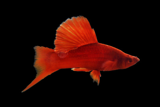 SWORDTAIL - ALBINO