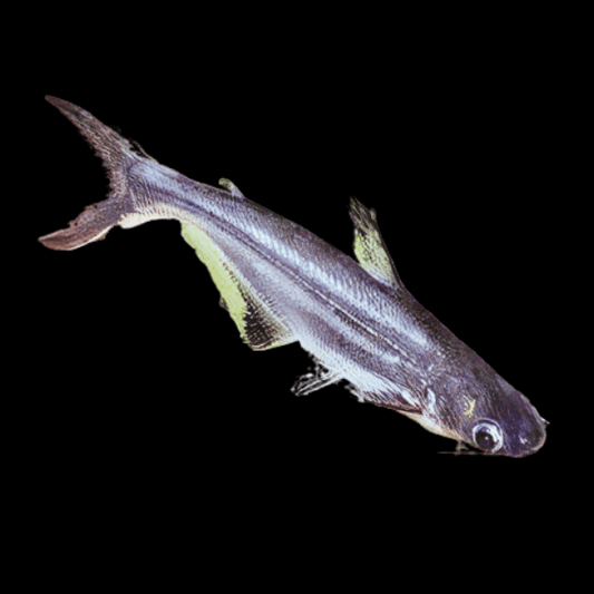 PANGASIUS CATFISH