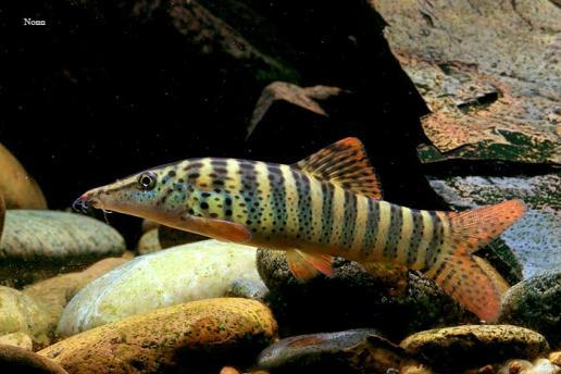 BOTIA BERDMOREI