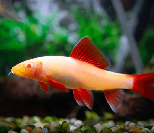 SHARK - ALBINO RAINBOW