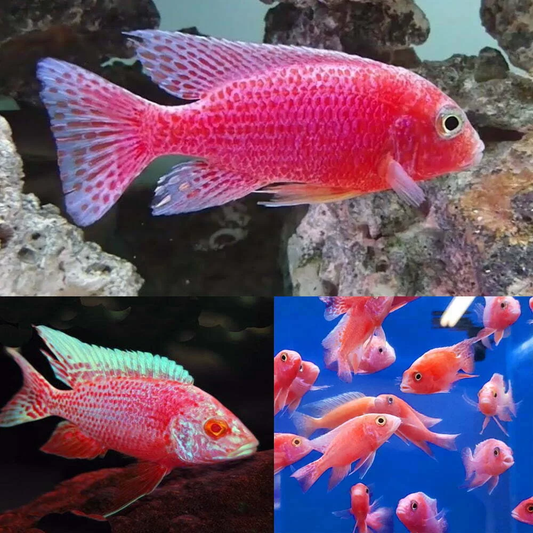 STRAWBERRY PEACOCK AFRICAN CICHLID