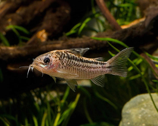 CORYDORAS NAPOENSIS