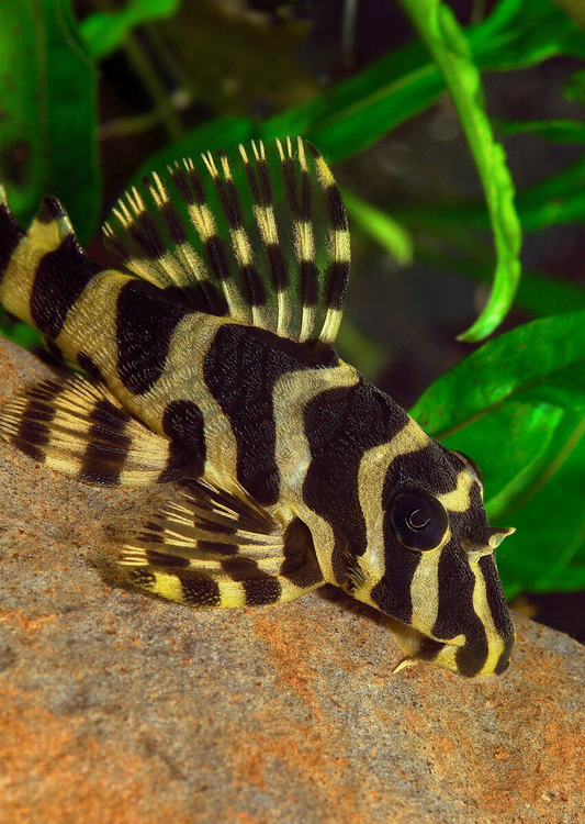 L-134 - Leopard Frog Pleco