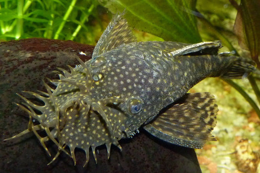 BRUSHMOUTH BLACK