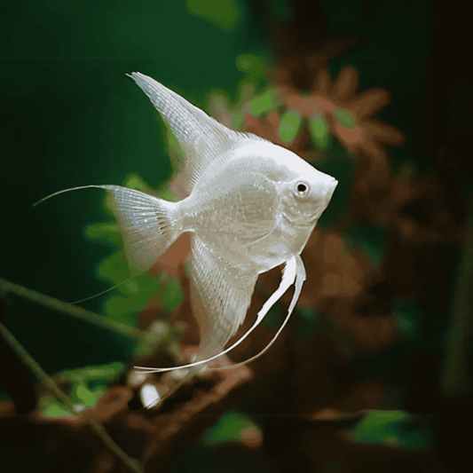 ANGELFISH-PLATINUM