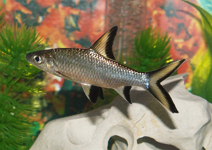 SHARK - SILVER BALA