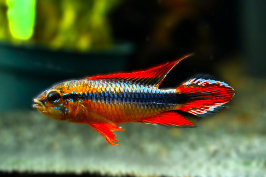 AGASSIZ'S DWARF DOUBLE RED